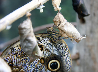 Butterfly metamorphosis with pupa on leaf of flower in the botanical garden.