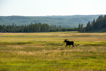 Moose (alces alces) on the meadow in the yellowstone national park