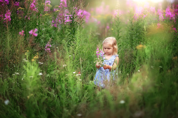 a girl walks in a field of flowers, collects a bouquet, willow-tea blooms