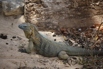 alert endangered blue iguana in dirt on ground