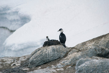 Blue eyed Antarctic shagю Nature and landscapes of Antarctica