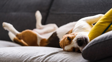 Beagle dog tired sleeps on a couch in funny position.