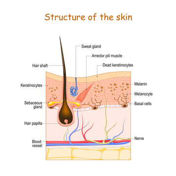 Skin layers with hair follicle, sweat gland and sebaceous gland. Cell structure of the Human skin. vector illustration