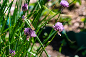 Small tortoiseshell pollinating and looking for neсtar in blooming chive onion purple violet flowers, sunny day, close up photo