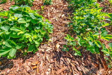 Pine tree bark after work on strawberry bed. The whole soil is covered by bark to protect berries against snails and other pest insects, Sweden, work for spring - summer season, sunny day, close view