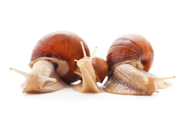 Thee beautiful snails.