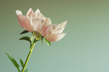 Isolated Light Pink Peony with Green Background