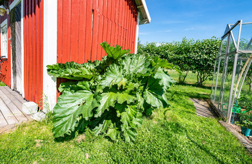 Rhubarb with very big green leaves grows in front of the red wooden wall of traditional Swedish garden shed, sunny day, Scandinavian summer