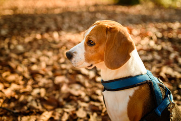The beagle dog in sunny autumn forest. Alerted hound portrait. Listening to the woods sounds.