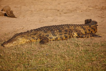 African crocodile sun bathing on bank of river