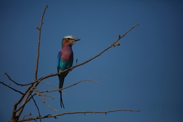 lilac-breasted roller blue bird sitting on tree branch