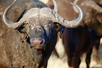 close up of African water buffalo