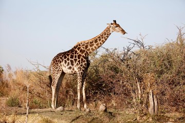 wild giraffe sticking tongue out to eat leaves