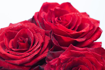 Bouquet of fresh roses, floral background