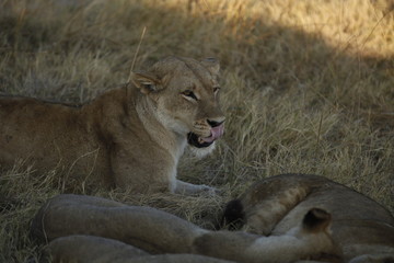 Fototapeta na wymiar lion licking lips while laying down at sunset