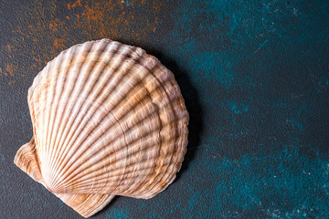 Sea shell on blue concrete background.
