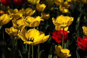 Red and yellow tulips bloom in the garden. Yellow fringed tulips and red terry tulips. Spring background
