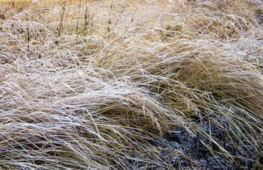 dried grass covered with hoarfrost on a cold winter day