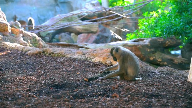 Mandrillus is the genus of the mandrill and its close relative the drill. These two species are closely related to the baboons