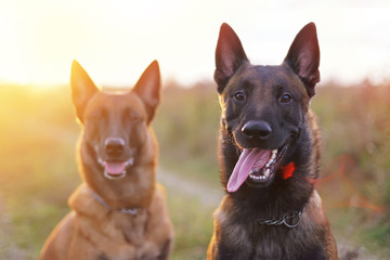 The portraits of two happy Belgian Shepherd Malinois dogs posing outdoors in sunset light in autumn