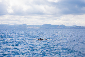 pilot whales, blackfish or cetaceans in the family Globicephala, swimming in the ocean Atlantic, in Strait of Gibraltar, in front of Morocco coastline, in Africa 