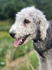 Bedlington Terrier