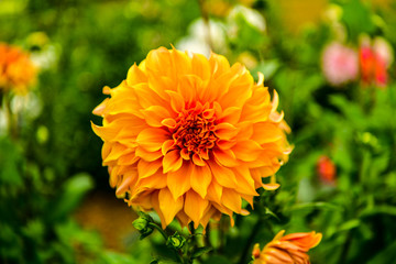 Dalia, Georgia (Dahlia Cav.) - a genus of seed plants belonging to the Asteraceae family