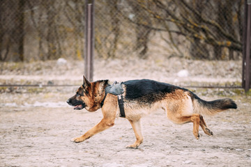 Fast running German Shepherd Dog at training. Alsatian Wolf Dog