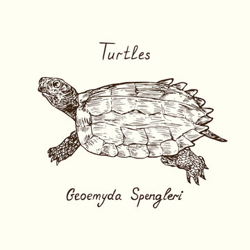 Tutles collection, black-breasted leaf turtle (Geoemyda spengleri), hand drawn doodle, drawing sketch in gravure style, vector illustration