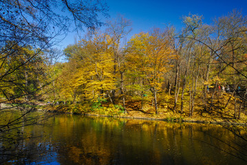 Fototapeta na wymiar Nice sunny day golden autumn forest park lake landscape 