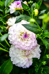 Dalia, Georgia (Dahlia Cav.) - a genus of seed plants belonging to the Asteraceae family