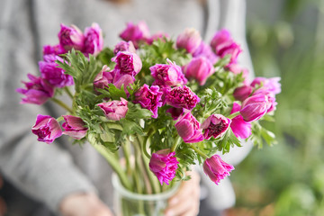 Closeup of purple poppies anemones. Many flowers in glass vase in womans hands. winter flower