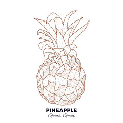 Pineapple. Vintage hand drawn plant isolated on white background. Citrus illustration. Sketch style.