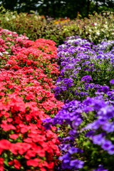 mix two colours flowers