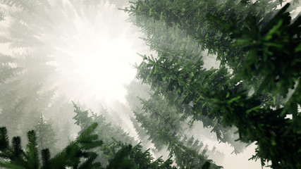 Abstract Pine Tree Forest. Background. 4th Dimension. Foggy Forest. Trees in Fog