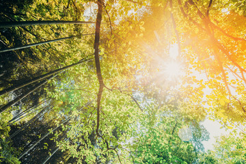 Spring Sun Shining Through Canopy Of Tall Trees. Sunlight In Tropical Forest, Summer Nature. Upper Branches Of Different Deciduous Trees. Environment Concept
