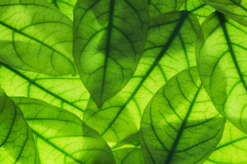 Naklejka na ściany i meble Close up sunlight through green leaves,palm leaf background. Light and shadow on tropical leaf natural pattern for wallpaper, spring ,summer detail or abstract texture backdrop.