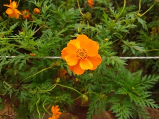 flower on green background