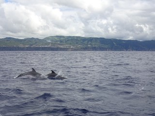 Fototapeta premium Sao Miguel - Azoren