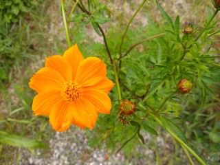 yellow flower in the garden