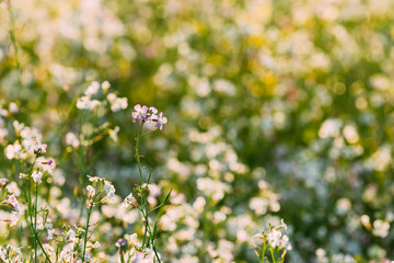 Fototapeta premium Flowering Wild Radish Or Jointed Charlock Or Cultivated Radish. Early Summer. Agricultural Background. Raphanus Sativus.