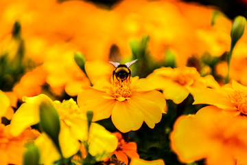 Many species of Gazania are a type of flowering plant of the Asteraceae family,