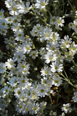 small white beautiful flowers in the garden background
