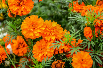 marigold flower family