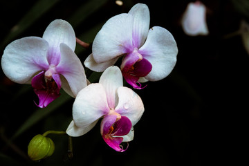 Orchid flower in garden at winter or spring day. Phalaenopsis orchid