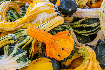 Autumn gourds in green, orange, yellow, and white
