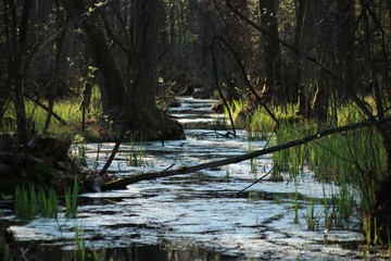 Rzeka po deszczu w Kampinoskim Parku Narodowym, Polska