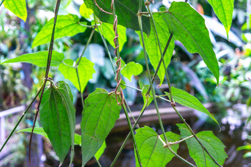 Lush leafy green backdrop with vines wrapping around plant. Sunlight coming in from th natural tropical rainforest background.
