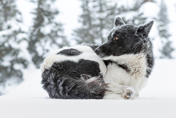 Homeless dog is laying on the snow on winter forest background.