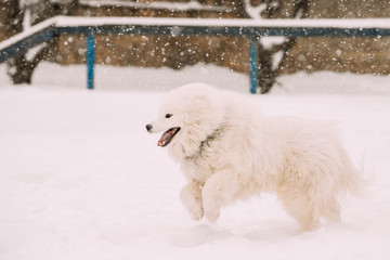 Funny Young White Samoyed Dog Or Bjelkier, Smiley, Sammy Playing Fast Running Outdoor In Snow, Winter Season. Playful Pet